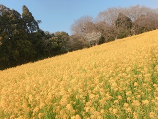 20190406234414a7e.jpeg