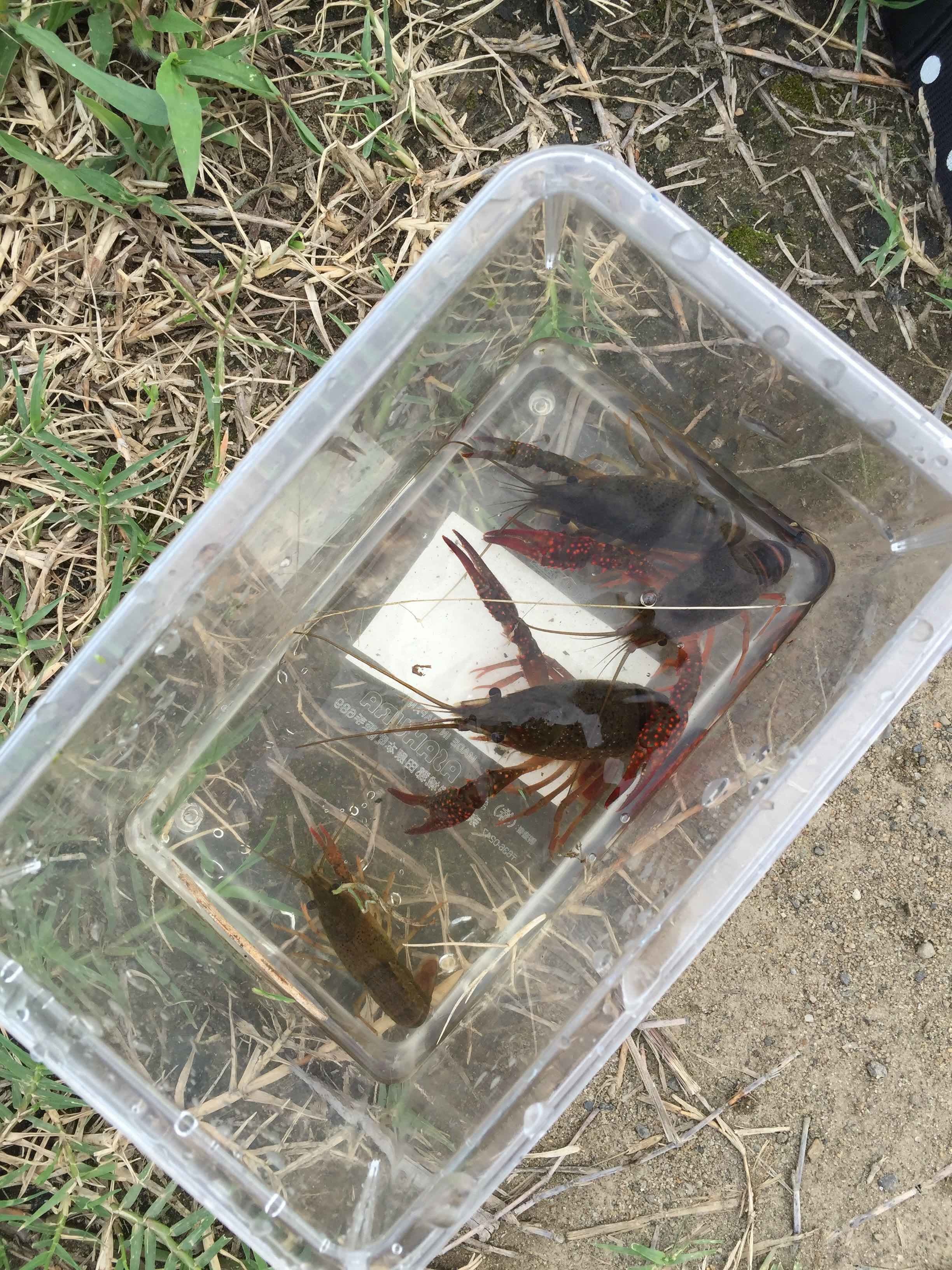 ざり