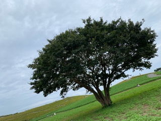 20191002133514055.jpeg
