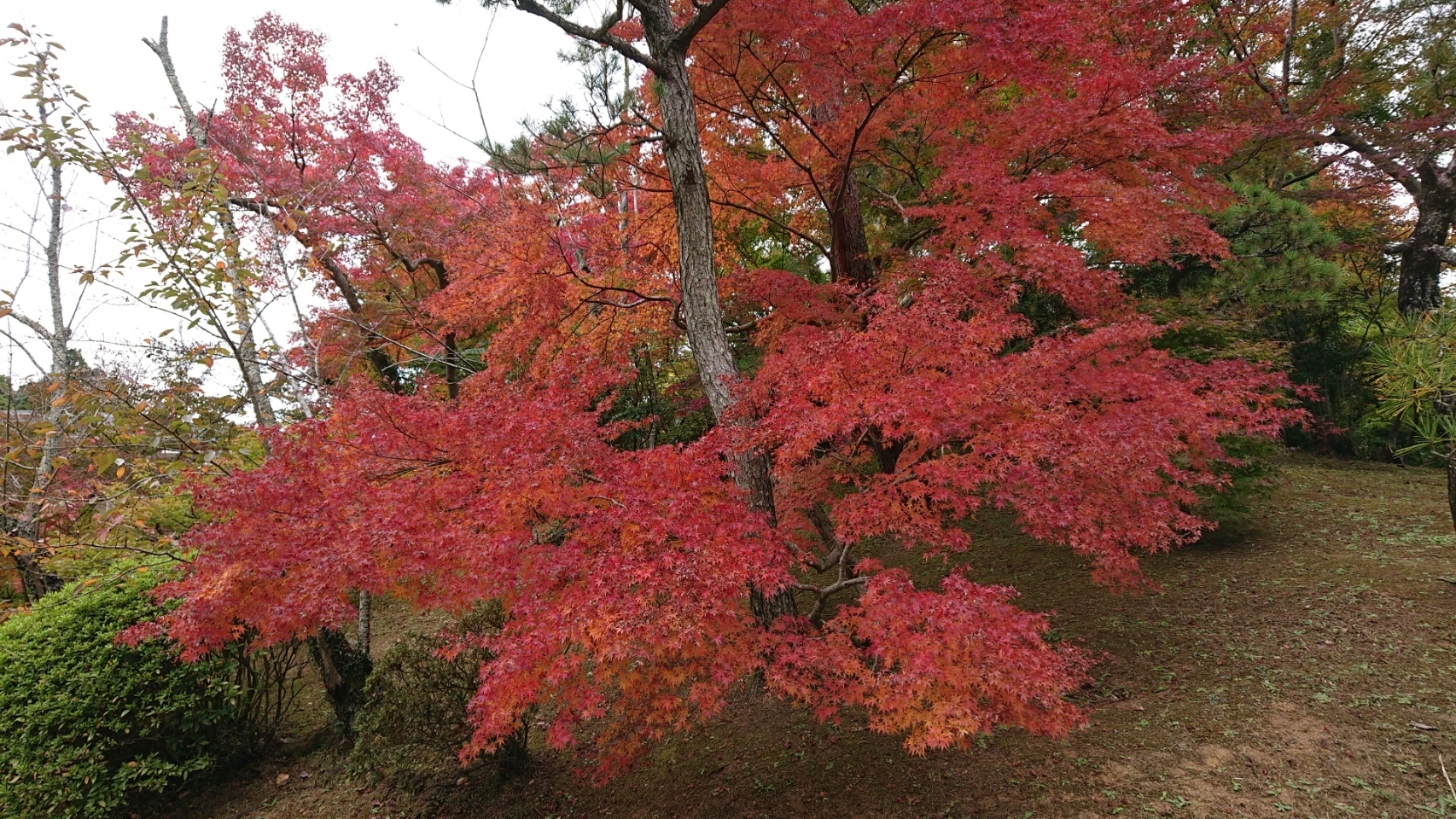 202011132012180de.jpg