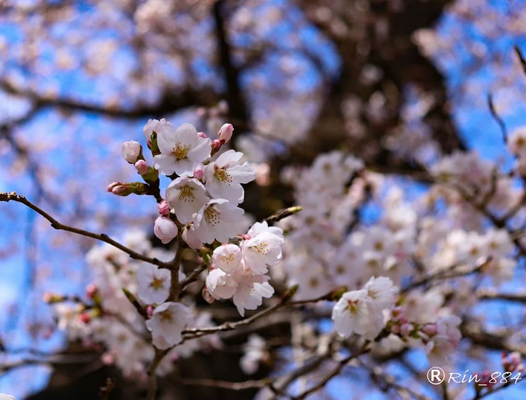 船岡の桜