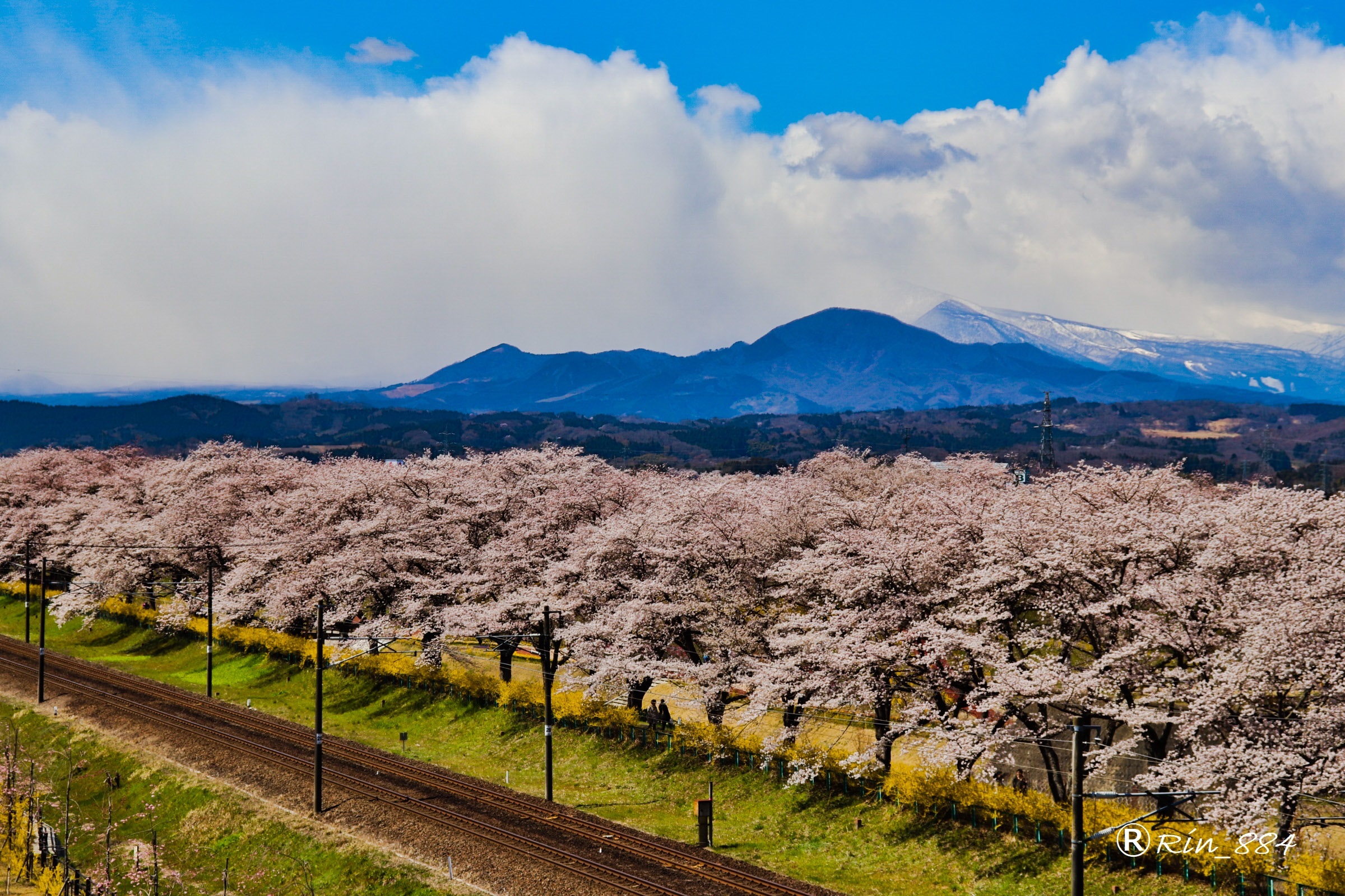 船岡の桜と蔵王連峰